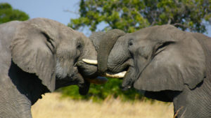 Elefanten Botswana Reise