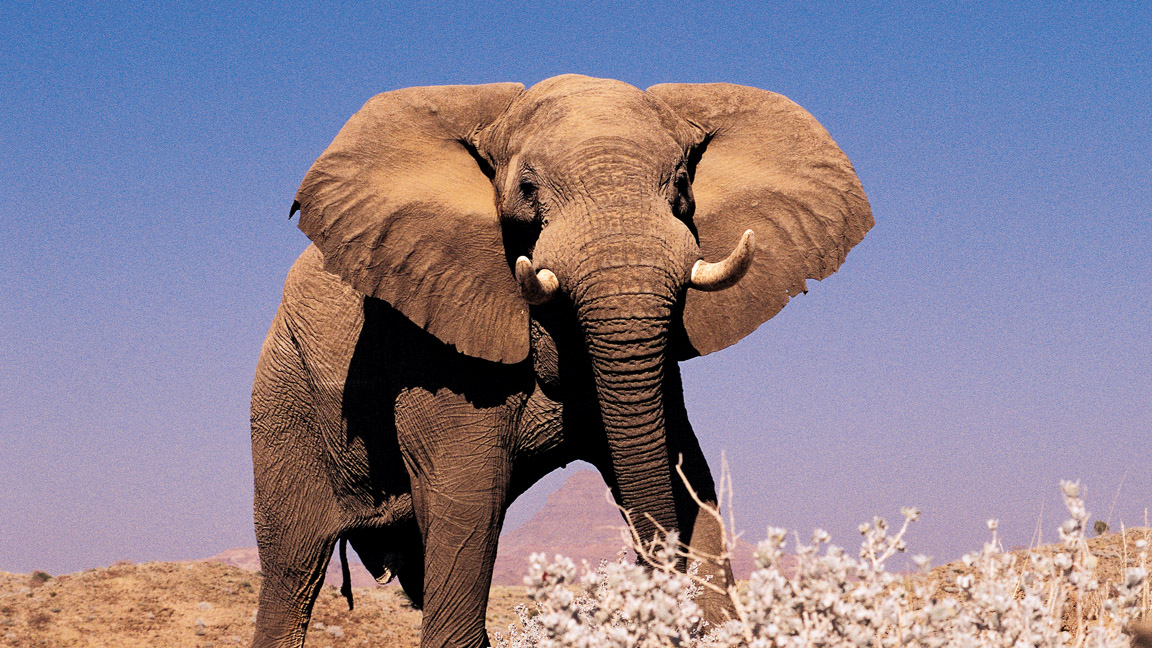 Namibia Wüstenelefant