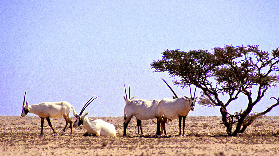 Wilde Tiere bei Oman Reisen