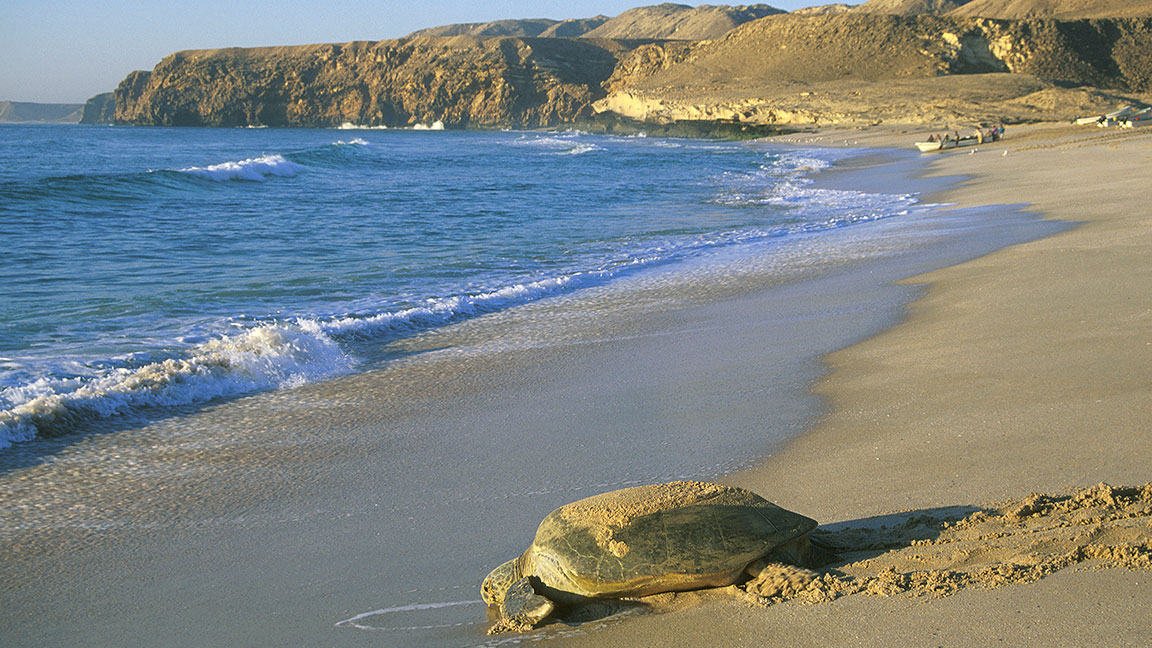 Schildöteam Strand von Oman