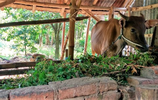 Hütte eines Farmers auf Bali mit Kuh