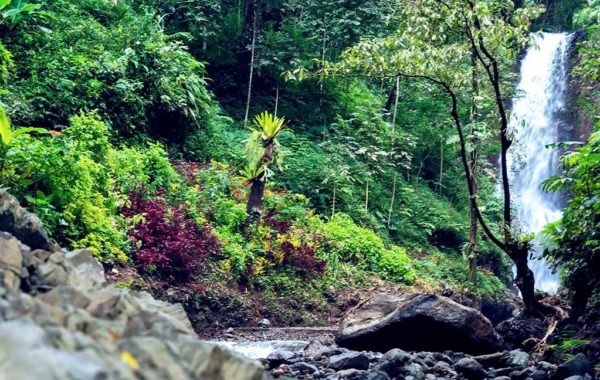 Urwald auf Bali mit Wasserfall