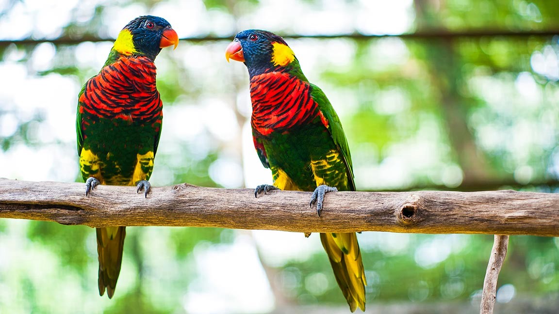 Farbenfrohe Vögel im Kuala Lumpur Bird Park