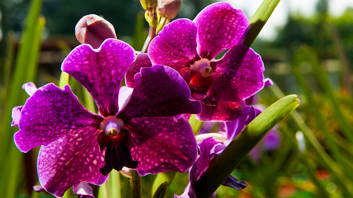 Orchideen Blüten währnend Malaysia Reise