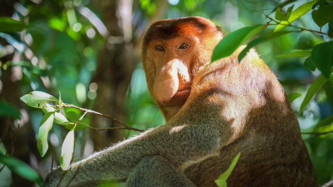 Nasenaffe im Urwald in Malaysia