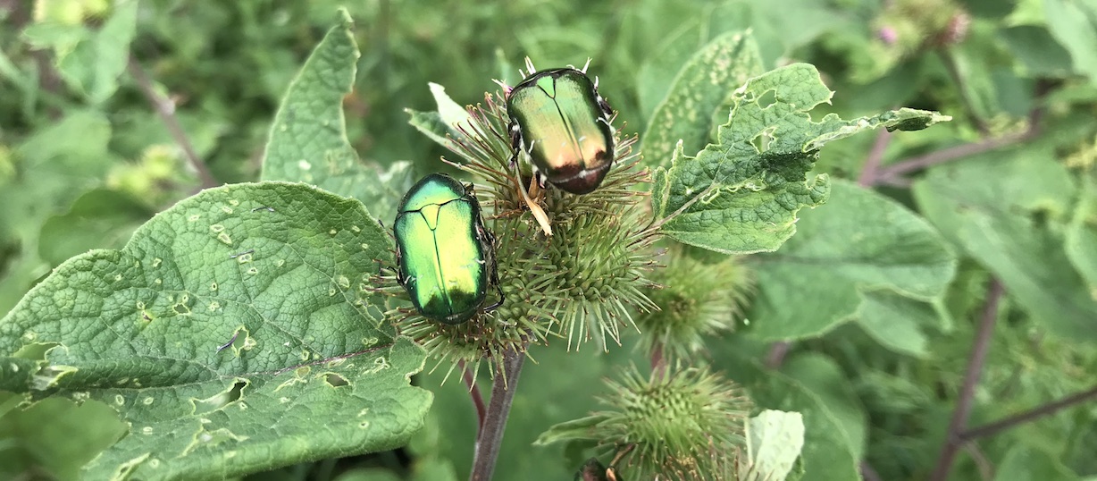 Käfer auf Blüten