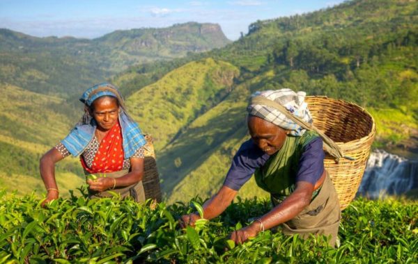 zwei Frauen beim Tee pflücken in Nuwara Eliya