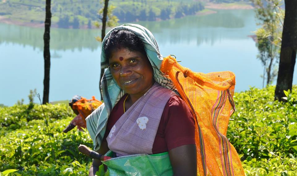 HI - Projektreise Sri Lanka - Teepflückerin im Hochland