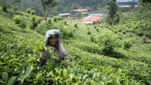 Teeplantage auf Sri Lanka