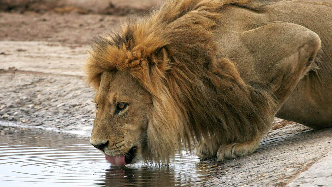 Botswana Reise Löwe am Wasserloch