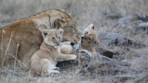 Löwen in freier Wildbahn auf Kenia Reise