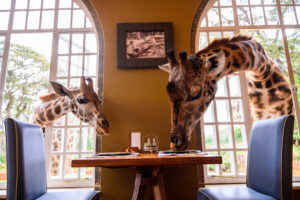 Vorsicht - nicht, dass die Giraffen Ihnen Ihr Früstück wegschnappen!