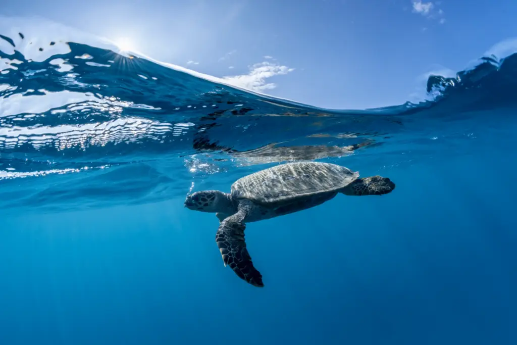 Eine Schildkröte schwimmt unter der Wasseroberfläche des Indischen Ozeans - Katharina Fenners kennt sich auf den Malediven bestens aus und organisiert unvergessliche Reisen, maßgeschneidert und auf hohem Niveau!