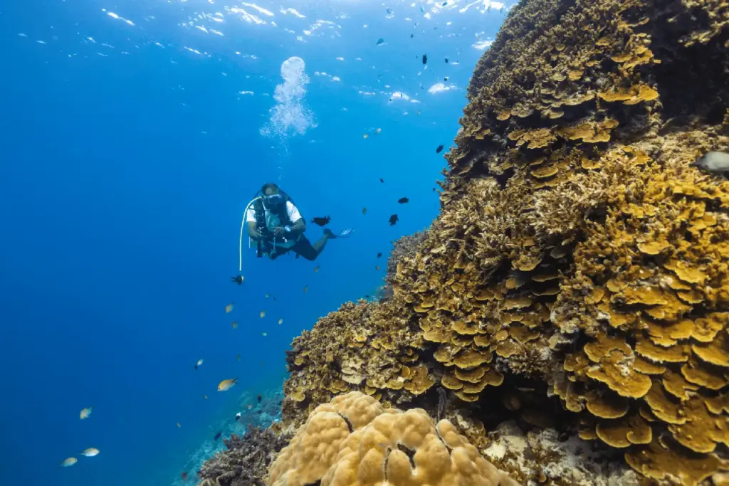 Ein Taucher erkundet das Hausriff des Djawa Ihuru Insel-Resorts, buchbar bei Fenners Reisen