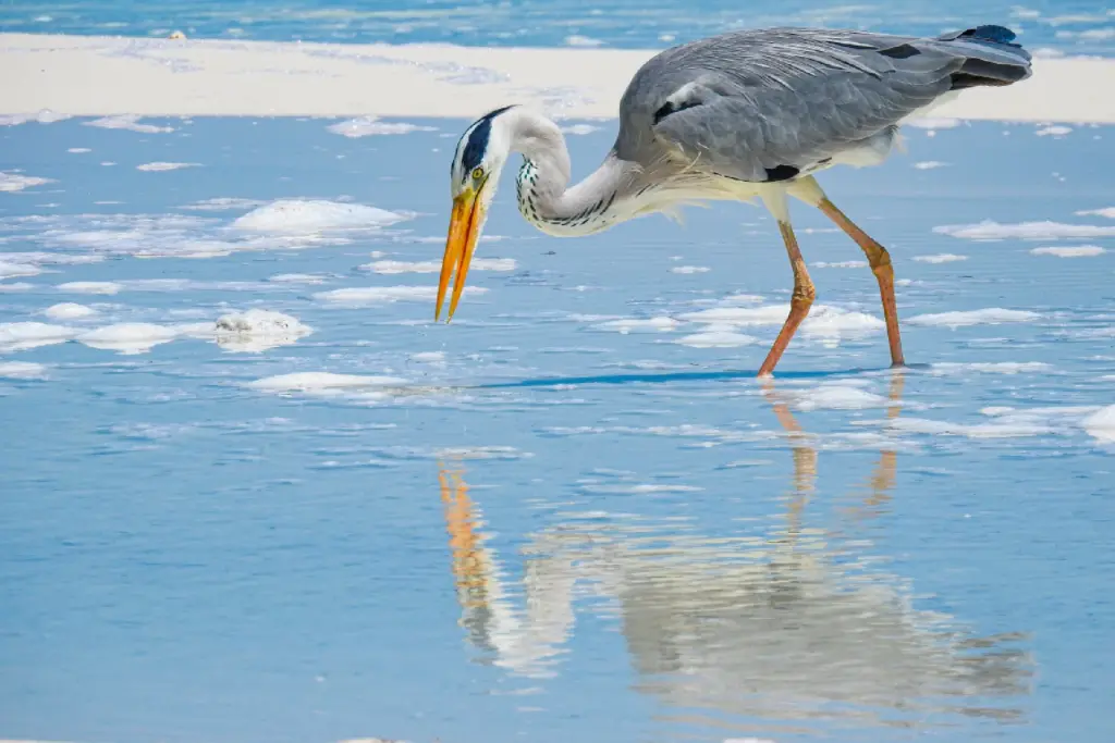 Ein Fischreiher sucht im spiegelnden Meer nach Essbarem - die Malediven überraschen mit vielseitiger Flora und Fauna über und unter Wasser! Katharina Fenners gestaltet unvergessliche Reisen auf die Inseln im Indischen Ozean!