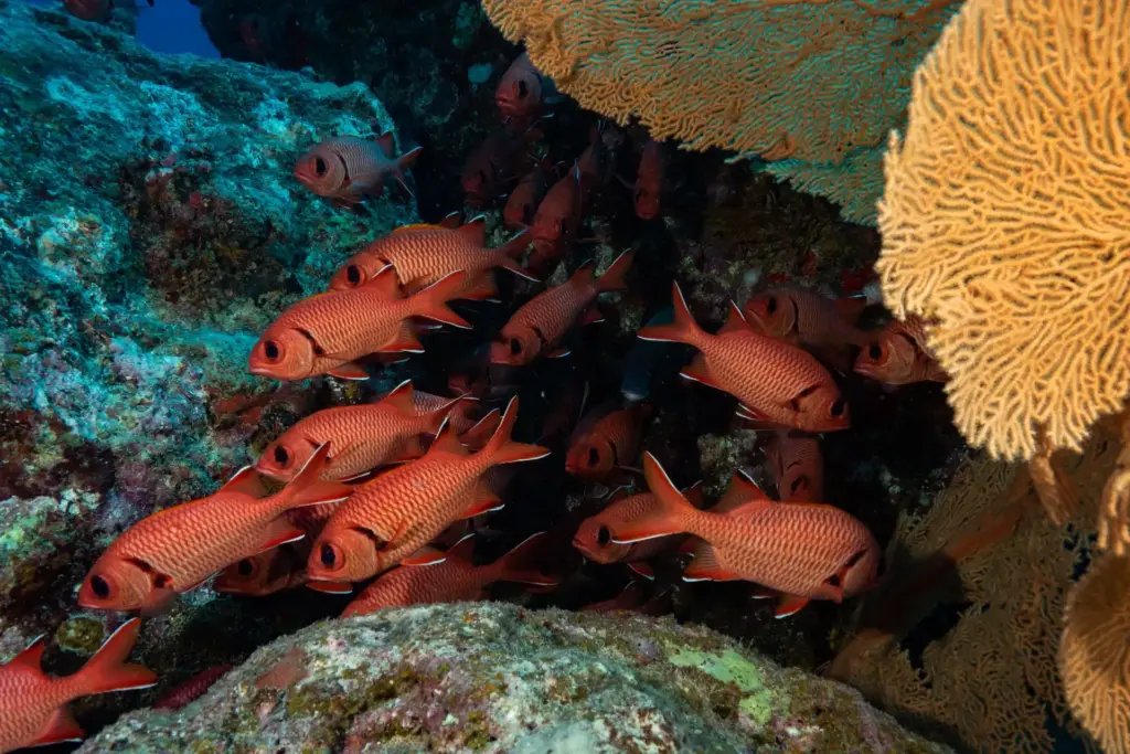 Schillernd bunte Unterwasserwelt hat der Ozean vor dem Trou aux Biches Resort auf Mauritius zu bieten! Katharina Fenners organisiert Ihren Aufenthalt mit Ausflügen zu den besten Tauchspots!