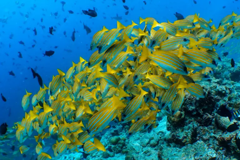 Ein Schwarm gelber Fische tummelt sich unter der Wasseroberfläche des Indischen Ozeans - ein Maledivenurlaub ist ein Fest für Taucher und Schnorchler. Katharina Fenners kennt die besten Tauchreviere auf den Malediven und berät Sie individuell!