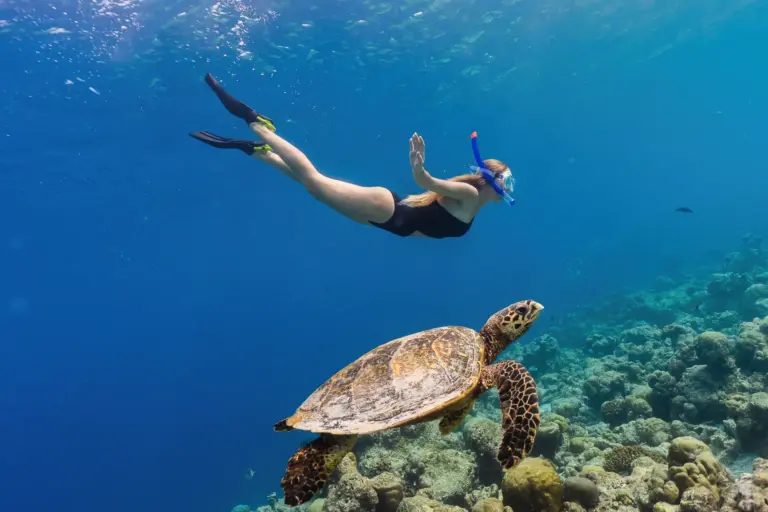 Eine Frau taucht neben einer riesigen Meeresschildkröte im Indischen Ozean - Atemberaubende Korallenriffe und eine faszinierende Welt voller farbenfroher Bewohner eröffnet sich unter der Wasseroberfläche und ist ein Highlight Ihres Maledivenurlaubs, buchbar bei Fenners Reisen