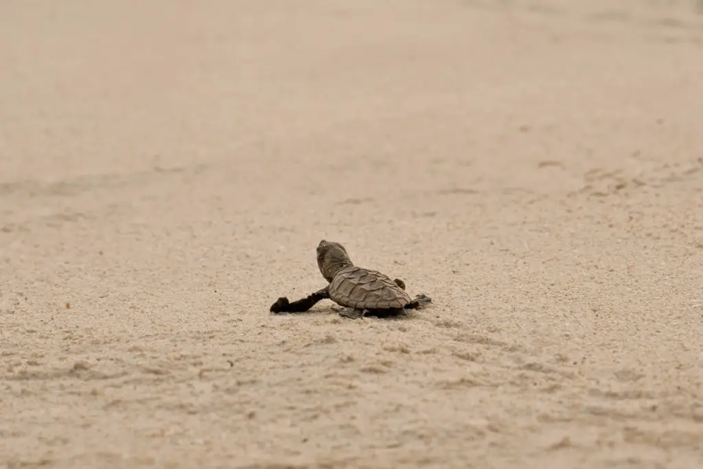 Eine Schildkröte krabbelt durch den weißen Sand an einem der traumhaften Strände der Seychellen - im Seychellen Luxusurlaub mit Fenners Reisen gibt es jede Menge Flora und Fauna zu bestaunen!