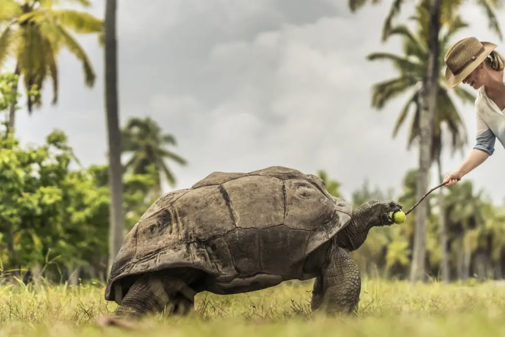 Eine Schildkröte wird von einer Touristin mit einem Apfel gefüttert. Ein Luxusurlaub auf den Seychellen hat viel mehr zu bieten als Strand und Meer! Katharina Fenners berät Sie individuell!