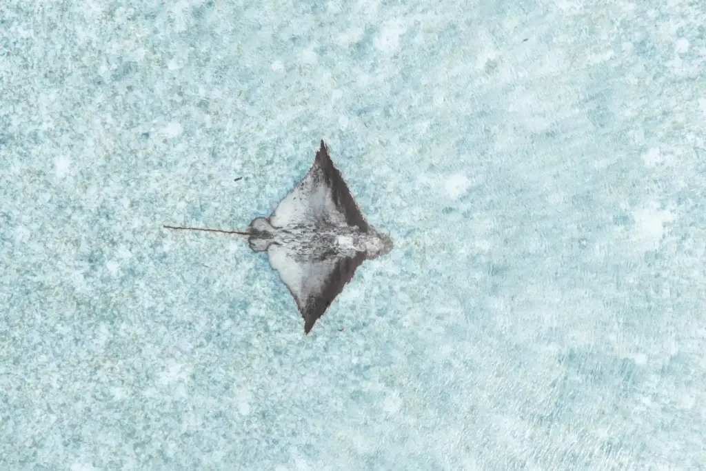 Ein Mantarochen im türkisen Indischen Ozean - die Seychellen sind das ideale Ziel für begeisterte Schnorchler und Taucher, denn die Unterwasserwelt ist außerordentlich farbenfroh. Katharina Fenners kennt die besten Tauchreviere für Ihre Seychellen Luxusreise!