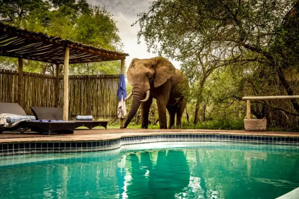 Ein Elefant vor einem Pool einer luxuriösen Safari-Lodge - nur eines der Abenteuer, das Brautpaare während der Hochzeitsreise im Rahmen einer Luxus-Safari erleben können. Individuell buchbar ist das unvergessliche Romantik-Abenteuer bei Fenners Reisen!