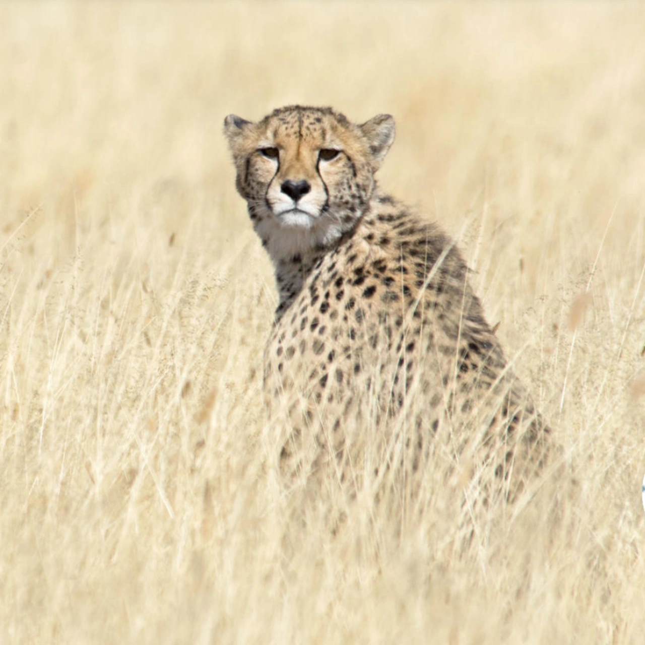 Ein Leopard in der unberührten Wildnis Botswanas - hautnahe Begegnungen mit der ungefährlichen Tierwelt Afrikas und kindgerechte Safaris warten in dieser außergewöhnlichen Familien-Safari in Botswana und Sambia, buchbar bei Fenners Reisen
