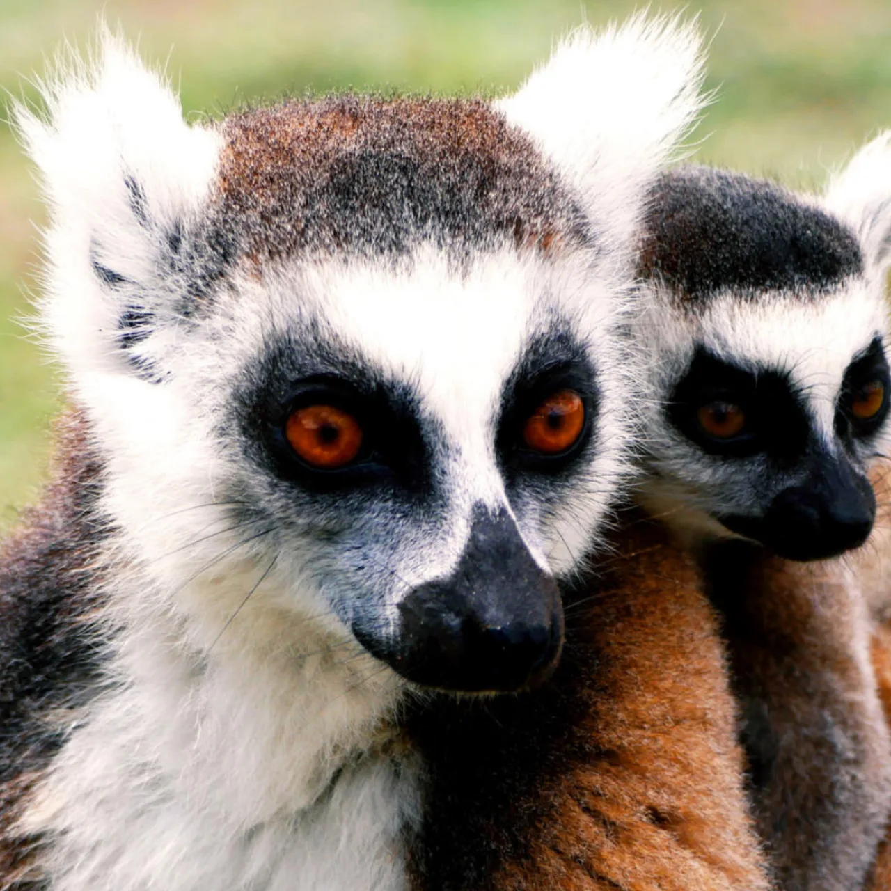 Lemuren in Madagaskar - eines der vielen Highlights einer abenteuerlichen Madagaskar Familienreise, gebucht bei Fenners Reisen