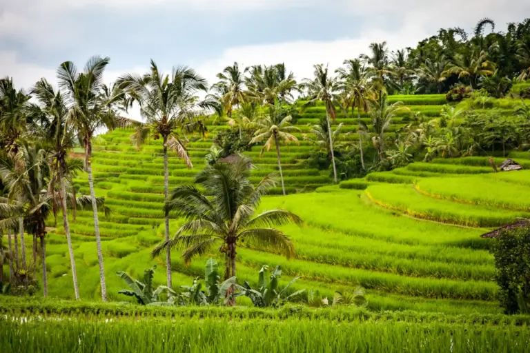 Die Reisterrassen von Ubud bieten ein spektakuläres Panorama und sind ein weiteres Highlight jeder Bali Rundreise.