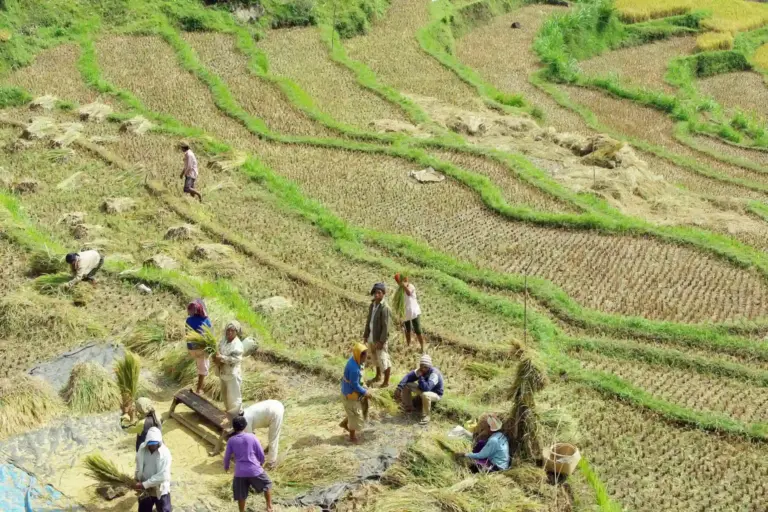Balinesische Bauern bewirtschaften ein Reisfeld - erkunden Sie die ländliche Kultur der Insel im Rahmen einer Bali Rundreise!