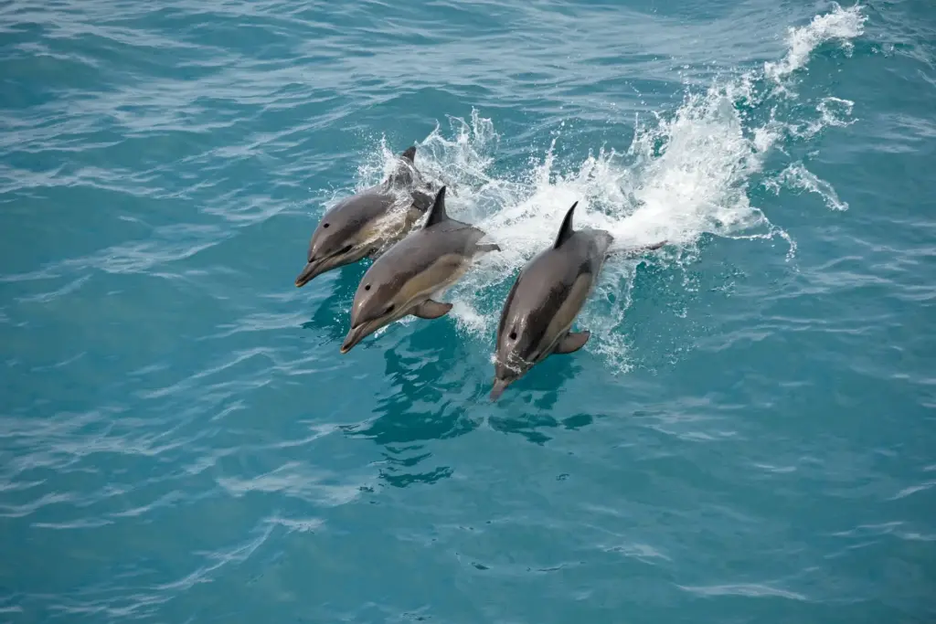 Delfine im Ozean - Kreuzfahrten sind die besten Art die Welt zu bereisen und liegen voll im Trend. Katharina Fenners erklärt Ihnen, warum, und findet die richtige Kreuzfahrt für Sie!