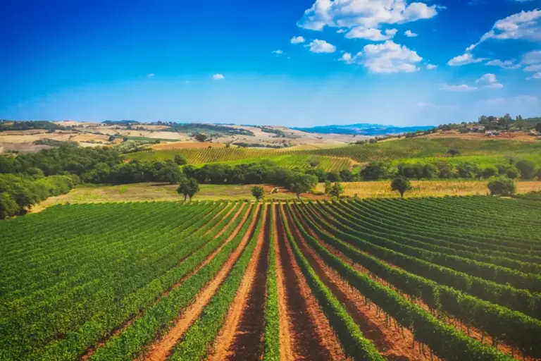 Endlose Weinfelder und sanfte Hügel prägen die Umgebung einer Luxusvilla in der Toskana. Sie möchten eine exklusive Land-Villa mieten und die Ruhe der Natur genießen? Katharina Fenners berät Sie individuell und gestaltet Ihren Aufenthalt!
