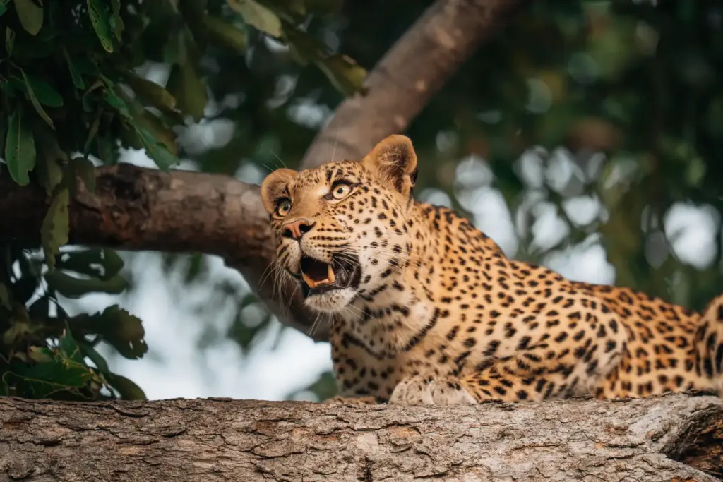 Eine gepunktete Wildkatze auf einem Baum - Leoparden, Geparden, Löwen und weitere Artgenossen tummeln sich in den weiten Landschaften Botswanas und können während einer Botswana Safari mit Fenners Reisen hautnah beobachtet werden!