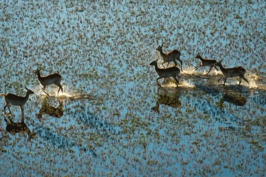 Das Bild zeigt eine Gruppe von Letschwe-Antilopen, die durch das Wasser im Okavango-Delta in Botswana waten oder rennen - erleben Sie Botswana individuell und buchen Sie einen maßgeschneiderten Safari Urlaub bei den Experten von Fenners Reisen!