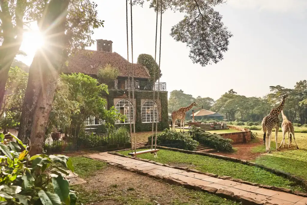 Giraffen stolzieren über das herrschaftliche Anwesen der Giraffe Manor bei Nairobi - der Aufenthalt ist ein echtes Once In A Lifetime Erlebnis, buchbar im Rahmen Ihrer individuellen Kenia Reise bei Fenners Reisen!
