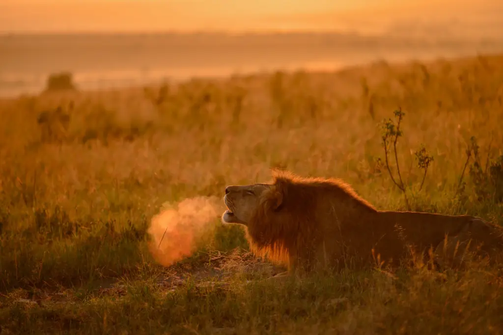 Dampfwolken vor dem Mail eines Löwen beim Sonnenaufgang in der Masai Mara - auf Kenia Safari erleben Sie die Big Five und unzählige weitere Tiere in ihrem natürlichen Habitat. Jetzt den perfekten Kenia Urlaub bei Fenners Reisen buchen!