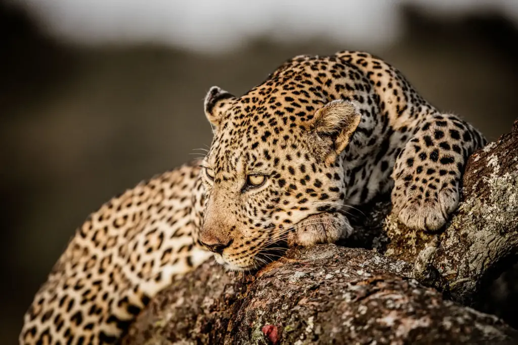 Ein kenianischer Leopard ruht sich aus. Eine Kenia Reise hat aber noch mehr zu bieten als nur Safari. Katharina Fenners berät Sie persönlich und plant Ihre maßgeschneiderte Reise nach Kenia!