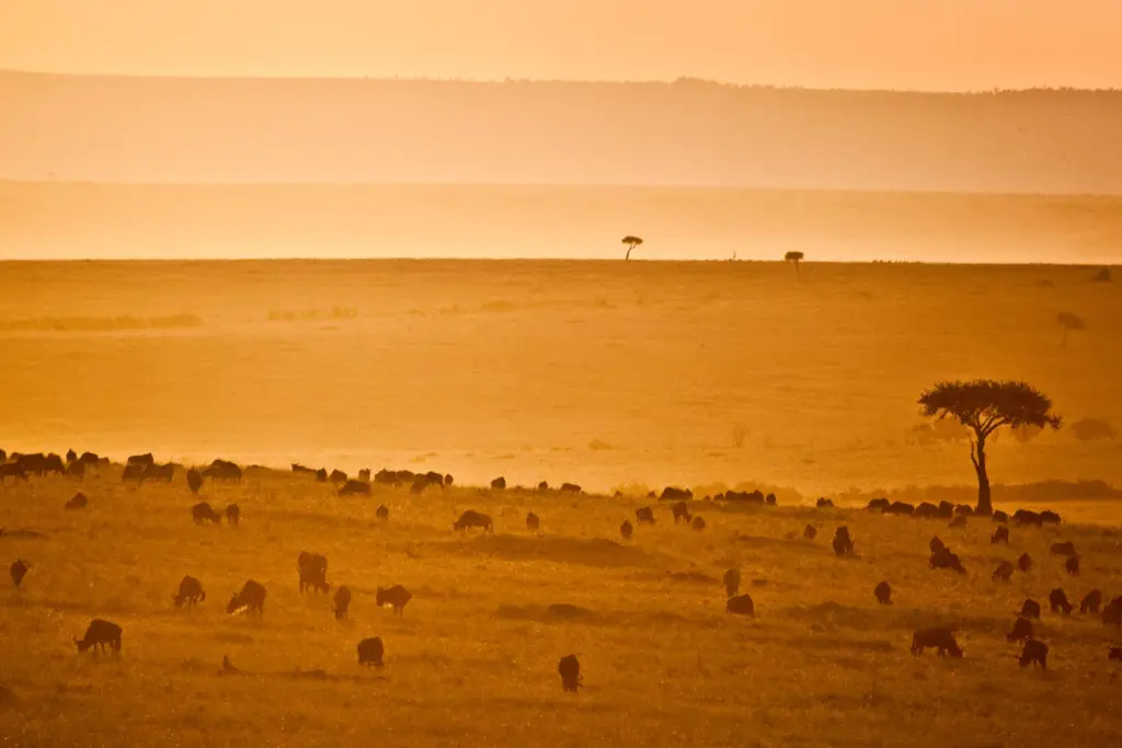 Tiere säumen die Masai Mara im goldenen Licht des Sonnenauf- oder untergangs - ein unvergessliches Erlebnis, buchbar bei Fenners Reisen!