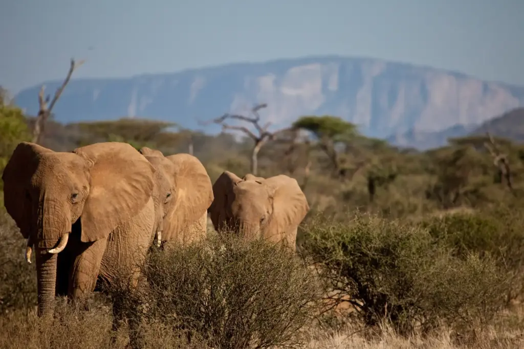 Elefanten bei Sasaab in Kenia, erlebbar im Rahmen einer maßgeschneiderten Kenia Reise mit Safari von Fenners Reisen.