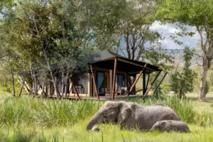 Elefanten grasen vor einer Luxus Lodge in der Masai Mara. Buchen Sie einen unvergesslichen Aufenthalt im Rahmen einer individuellen Kenia Reise bei der Kenia-Expertin Katharina Fenners!