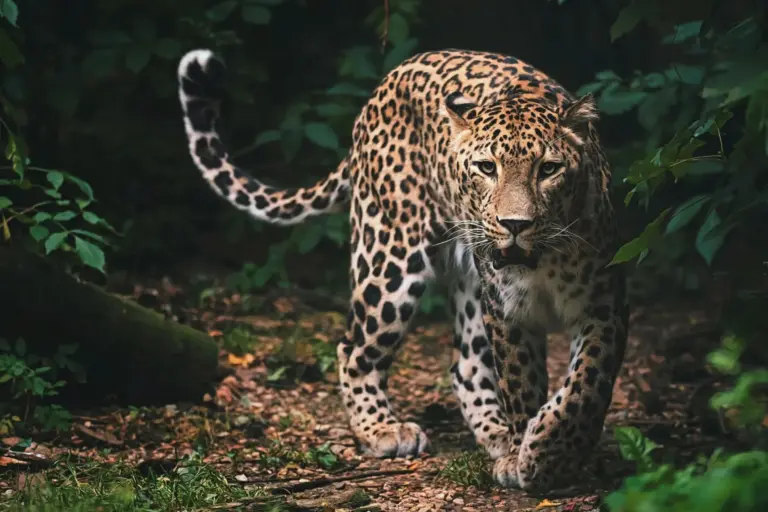 Ein Leopard im Yala Nationalpark in Sri Lanka - viele Wildtiere, neben Leoparden auch Elefanten, lassen sich hier bestaunen. Katharina Fenners plant Ihr Safari-Abenteuer im Rahmen einer individuellen Tour durch Sri Lanka!