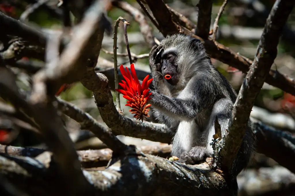 Eine Vervet-Meerkatze, die sich durch ihr graues Fell und ihr markantes schwarzes Gesicht mit einem weißen Stirnband auszeichnet, hält eine rote Blüte in der Hand. Kontrastreiche Bilder wie dieses erwarten Sie auf Ihrer Reise durch Südafrika. Katharina Fenners berät Sie individuell und organisiert Ihre Route nach Maß!