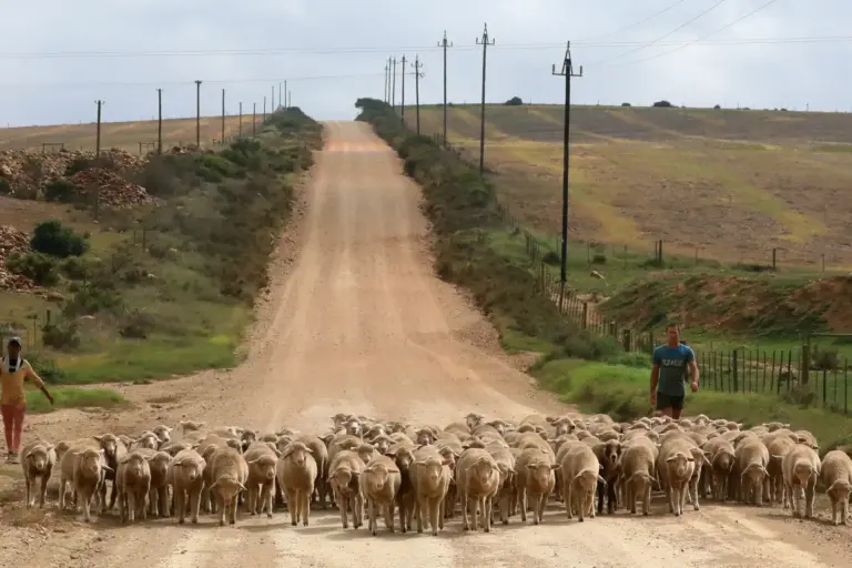 Ein Hirte treibt Schafe über eine geschwungene Erdstraße in der Nähe der Lekkerwater Beach Lodge, buchbar für Ihre individuelle Reise nach Südafrika mit Fenners Reisen!