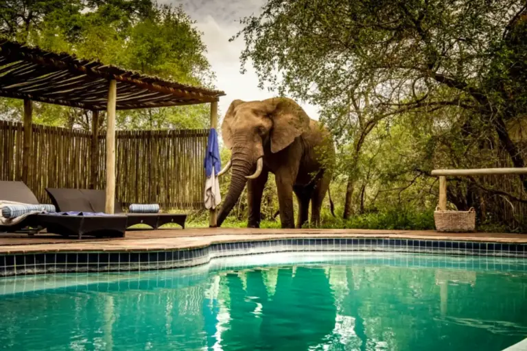 Ein Elefant am Pool der Seolo Rhino Post Safari Lodge, individuell buchbar für eine unvergessliche Reise durch Südafrika bei der Spezialistin Katharina Fenners!
