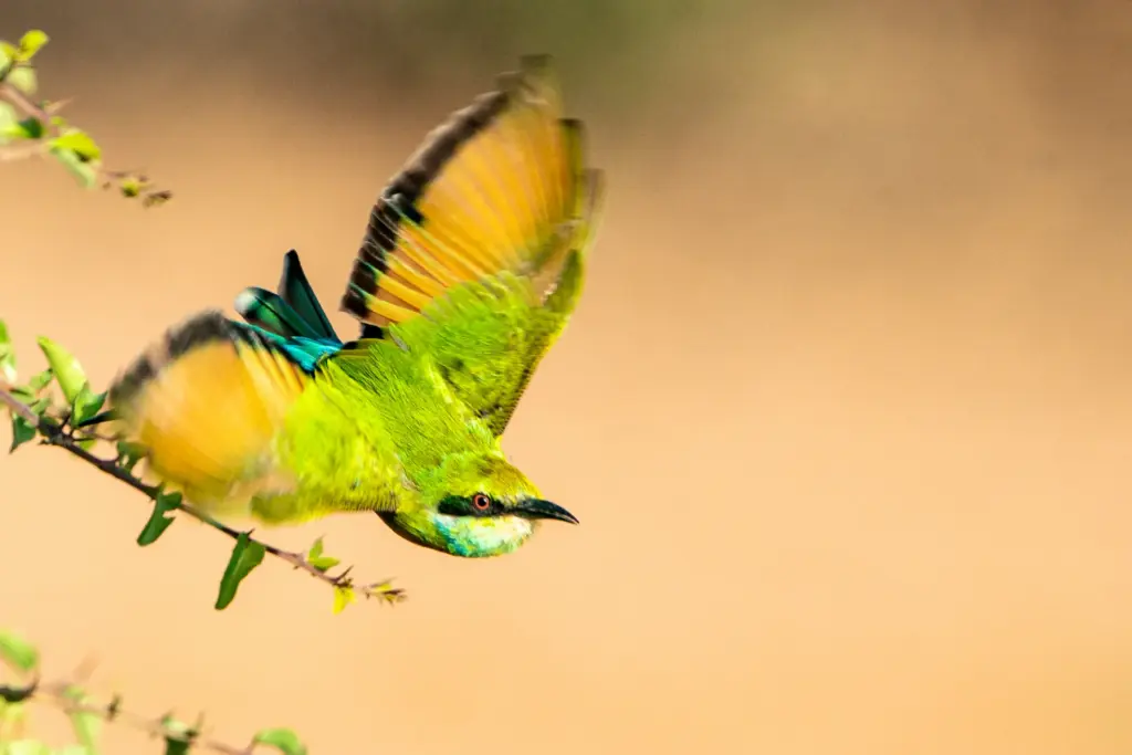 Ein Grünspint in Südafrika, eine von hunderten von Vogelarten, die sich während einer Südafrikareise beobachten lassen. Katharina Fenners kennt die besten Reservate und plant Ihren Aufenthalt individuell!