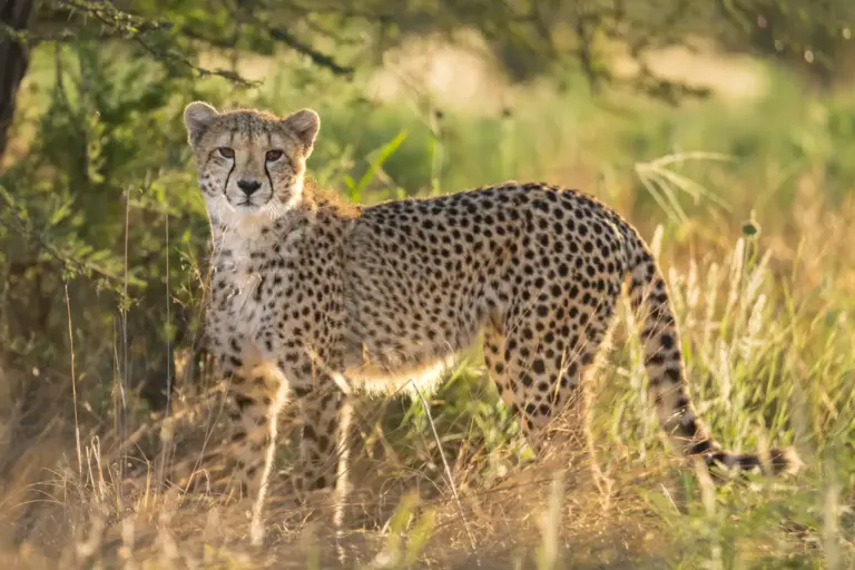 Leopard im Kruger Nationalpark - nicht nur die Big Five, sondern noch zahlreiche weitere Tiere lassen sich hier in ihrem natürlichen Lebensraum aus größtmöglicher Nähe beobachten! Katharina Fenners organisiert Ihren maßgeschneiderten Südafrika Safari Urlaub.