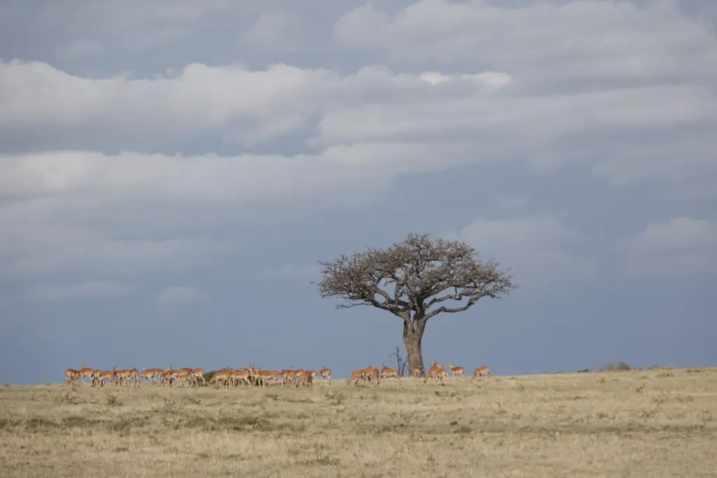 Ein ikonischer Baum und eine Herde wilder Tiere in der endlosen Weite der Serengeti - eines der Highlights jeder Tansania Safari Reise, individuell buchbar bei Fenners Reisen