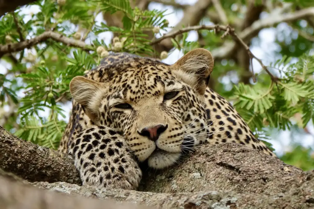 Ein Leopard ruht sich auf einem Ast aus - in Tansania erleben Gäste die Big Five aus größtmöglicher Nähe. Tansania-Expertin Katharina Fenners organsiert Ihre maßgeschneiderte Rundreise mit Safari-Feeling.