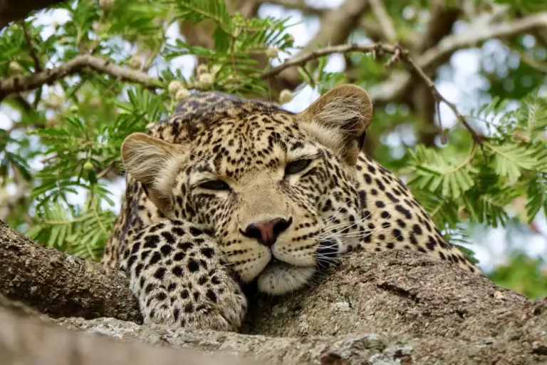 Ein Leopard ruht sich auf einem Ast aus - in Tansania erleben Gäste die Big Five aus größtmöglicher Nähe. Tansania-Expertin Katharina Fenners organsiert Ihre maßgeschneiderte Rundreise mit Safari-Feeling.