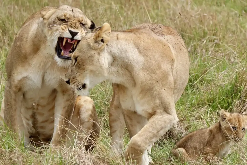 Eine Löwenfamilie in Tansania - Safaris und Rundreisen durch Afrika können ganz individuell bei der Safari-Expertin Katharina Fenners gebucht werden - auch in Kombination mit entspannten Tagen am Strand.